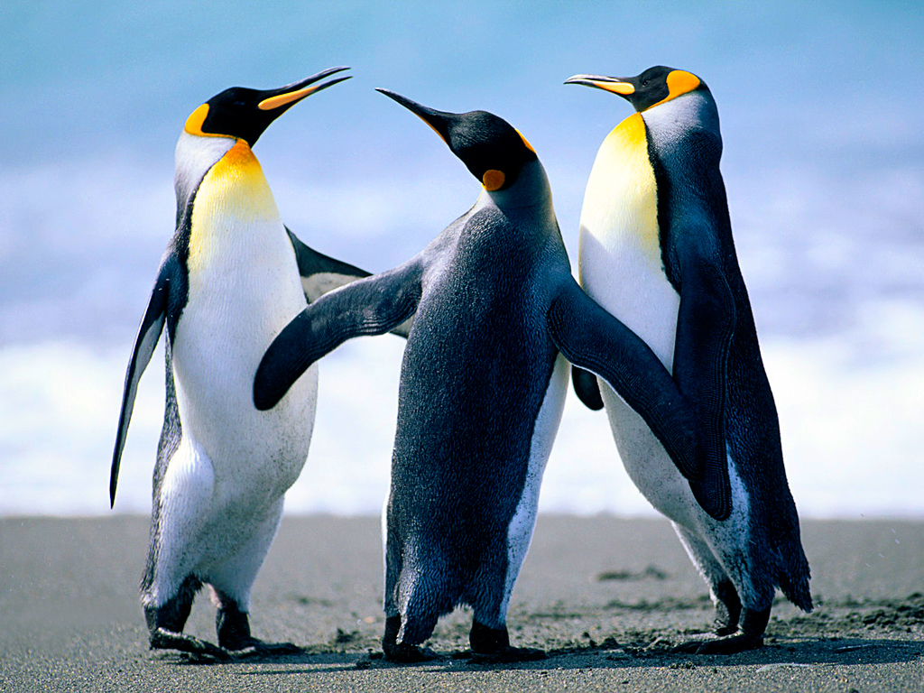 penguins